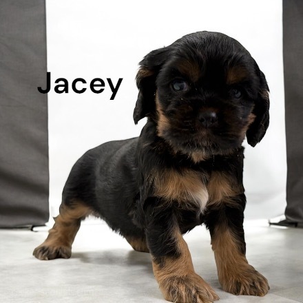 puppy, for, sale, Cocker Spaniel, Joe & Cherri  Overlease, dog, breeder, Miller, MO, dog-breeder, puppy-for-sale, forsale, nearby, find, puppyfind, locator, puppylocator, aca